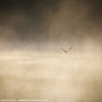 Buy canvas prints of A duck in the Mist by Duncan Spence