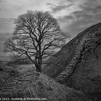 Buy canvas prints of Sycamore Gap by Duncan Spence