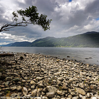 Buy canvas prints of Loch Ness lone tree by Duncan Spence