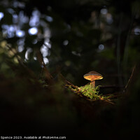 Buy canvas prints of Glowing Mushroom by Duncan Spence