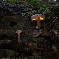 Buy canvas prints of Glowing Mushroom by Duncan Spence