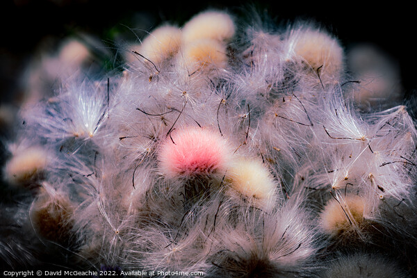 Pink Fluffy Thistle Picture Board by David McGeachie