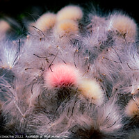 Buy canvas prints of Pink Fluffy Thistle by David McGeachie