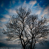 Buy canvas prints of The silhouette Tree, Nottingham. by David McGeachie