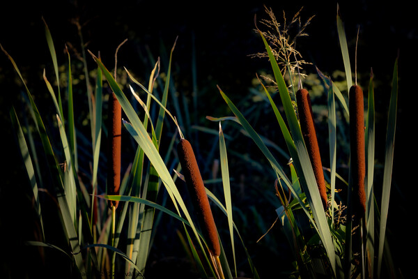 Evening Bullrushes  Picture Board by David McGeachie