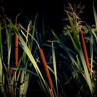 Buy canvas prints of Evening Bullrushes  by David McGeachie