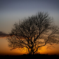 Buy canvas prints of The Sunset Tree by David McGeachie