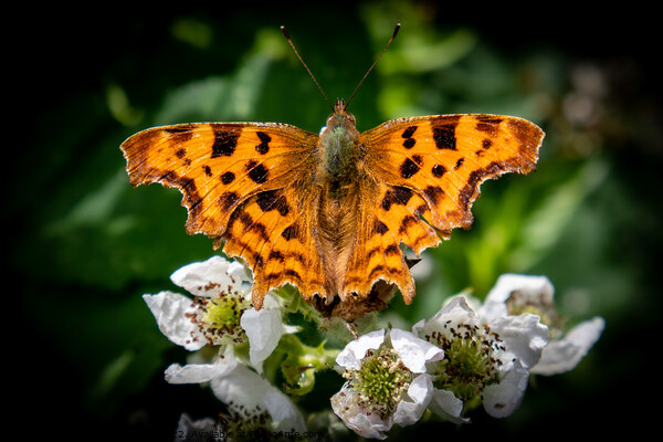 Serene Sunbathing Butterfly Picture Board by David McGeachie