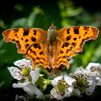 Buy canvas prints of Serene Sunbathing Butterfly by David McGeachie