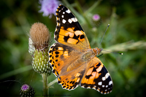 Vibrant Painted Lady Butterfly Basking in the Sun Picture Board by David McGeachie
