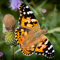 Buy canvas prints of Vibrant Painted Lady Butterfly Basking in the Sun by David McGeachie