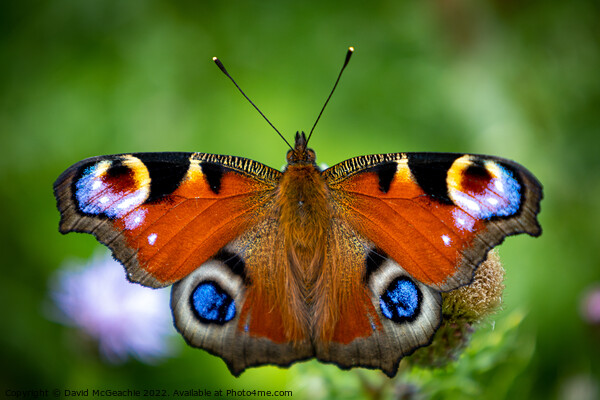 Majestic Peacock Butterfly Picture Board by David McGeachie