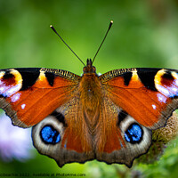 Buy canvas prints of Majestic Peacock Butterfly by David McGeachie