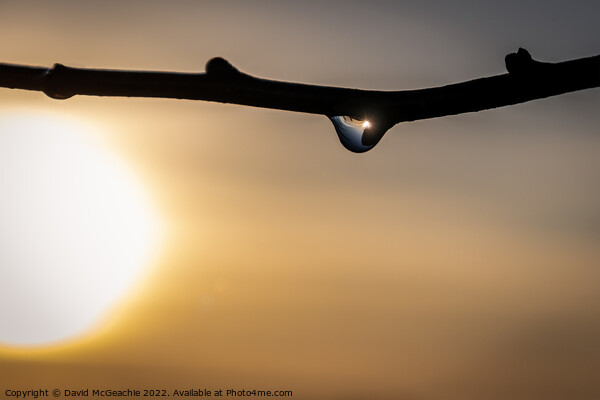Sunrise in a raindrop Picture Board by David McGeachie