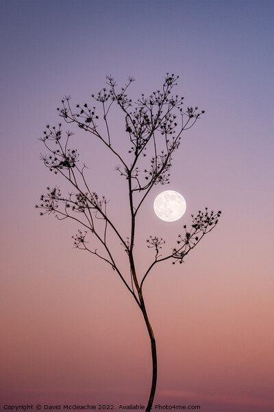 Enchanting Wolf Moon at Dusk Picture Board by David McGeachie