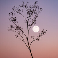 Buy canvas prints of Enchanting Wolf Moon at Dusk by David McGeachie