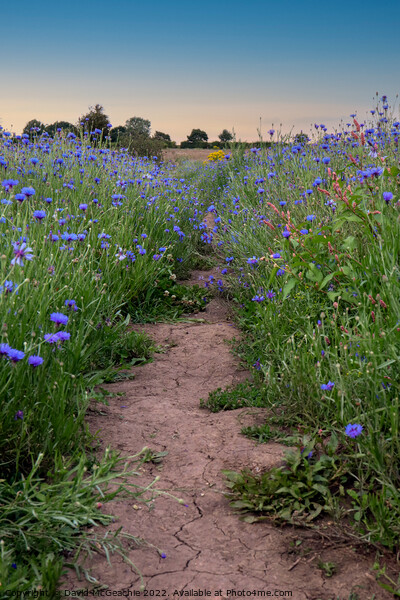 Path through the blue fields Picture Board by David McGeachie