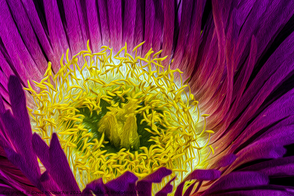 Mesmerizing Mesembryanthemum Picture Board by David McGeachie