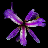 Buy canvas prints of Purple Iris by David McGeachie