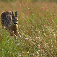 Buy canvas prints of Roe Deer gliding through field by Craig Smith