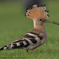 Buy canvas prints of Hoopoe  by Craig Smith
