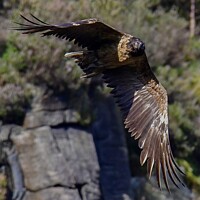 Buy canvas prints of Bearded Vulture - Lammergeier  by Craig Smith