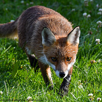 Buy canvas prints of The Red Fox by Craig Smith