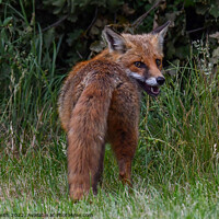 Buy canvas prints of Red Fox by Craig Smith