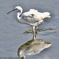 Buy canvas prints of Little Egret reflection by Craig Smith