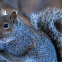 Buy canvas prints of A close up of a Grey squirrel by Craig Smith