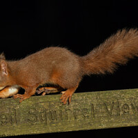 Buy canvas prints of Red Squirrel  by Craig Smith