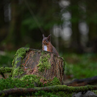 Buy canvas prints of Red Squirrel by Craig Smith