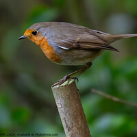 Buy canvas prints of Robin by Craig Smith
