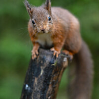 Buy canvas prints of Red Squirrel  by Craig Smith