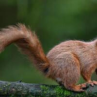 Buy canvas prints of Red Squirrel  by Craig Smith