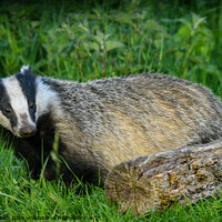 Buy canvas prints of Badger by Craig Smith