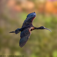 Buy canvas prints of Glossy Ibis by Craig Smith