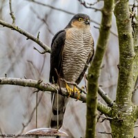 Buy canvas prints of Sparrowhawk male by Craig Smith
