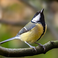 Buy canvas prints of Great Tit by Craig Smith