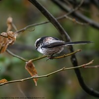 Buy canvas prints of Long Tailed Tit by Craig Smith