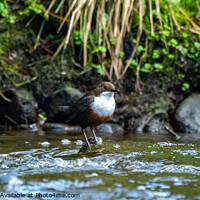 Buy canvas prints of Dipper by Craig Smith