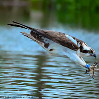 Buy canvas prints of Osprey the dive by Craig Smith