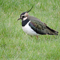 Buy canvas prints of Lapwing in the grass by Elisabeth Lucas