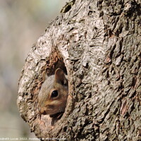 Buy canvas prints of Squirrel peeking out by Elisabeth Lucas