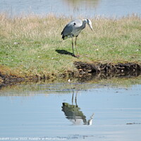 Buy canvas prints of Grey Heron and reflection by Elisabeth Lucas