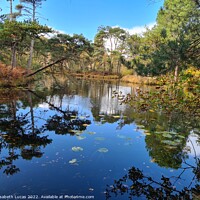 Buy canvas prints of Bystock Pond in Autumn by Elisabeth Lucas