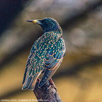 Buy canvas prints of  Starling  by Stephen Jenkins