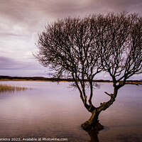 Buy canvas prints of Lonely tree at Kenfig pool by Stephen Jenkins