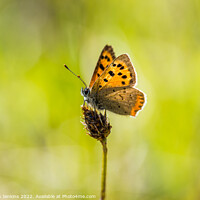 Buy canvas prints of Small Cooper Butterfly by Stephen Jenkins