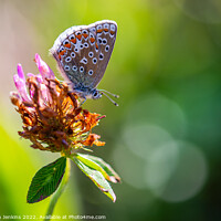 Buy canvas prints of Brown Argus Butterfly by Stephen Jenkins